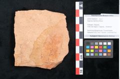 Foto (Objekt + Etikett) von Sapindus falcifolius Braun (NHMW-GEO-2024-0188-8024)